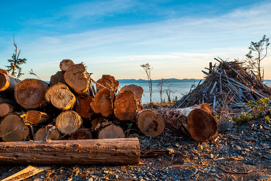 Stack of cut logs by a lake