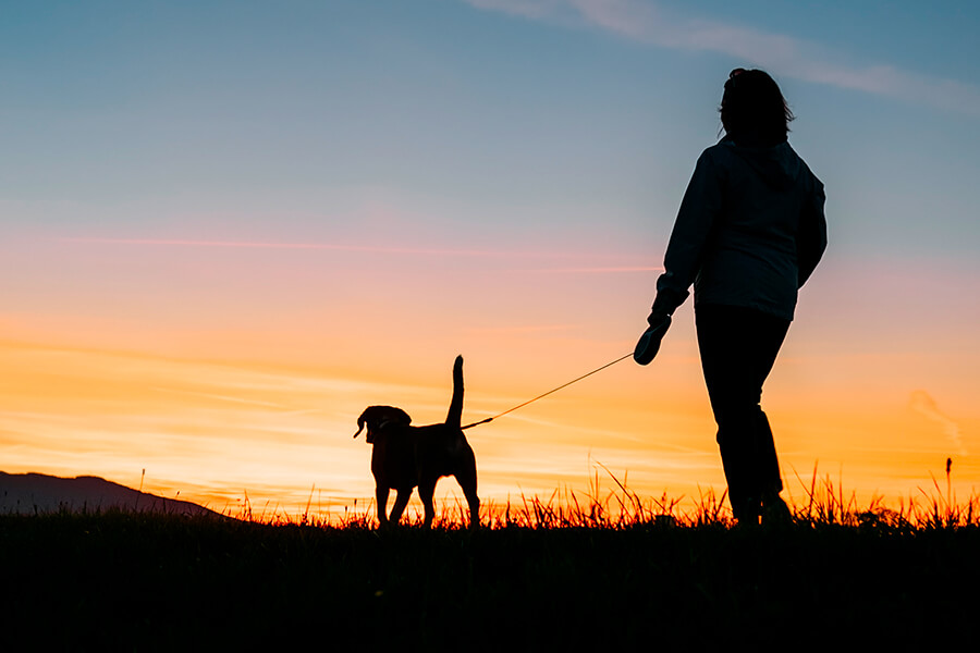 Person walking their dog at sunset