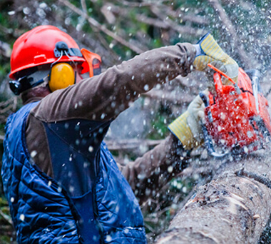 Worker cutting tree with chainsaw