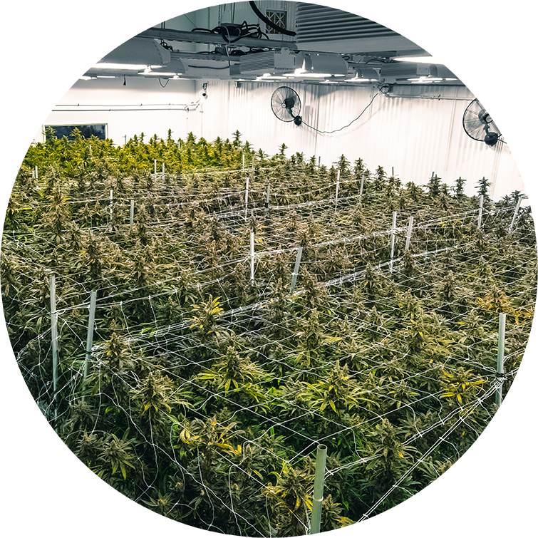 Indoor Commercial Growing Operation for Recreational Marijuana Plants