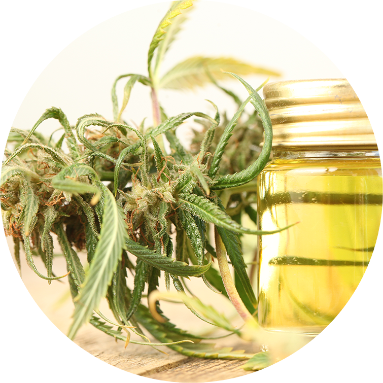 marijuana and jar of cannabis oil