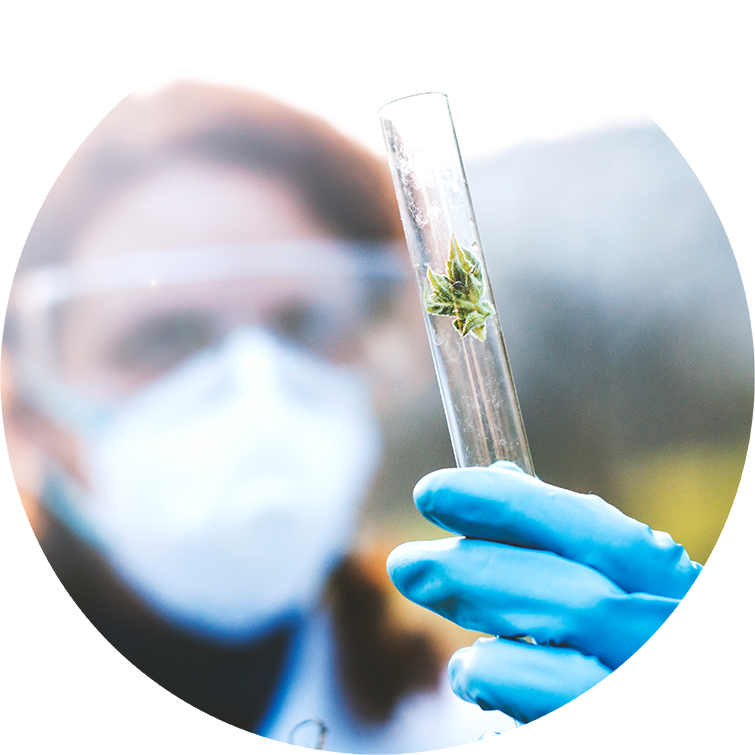 cannabis in a test tube