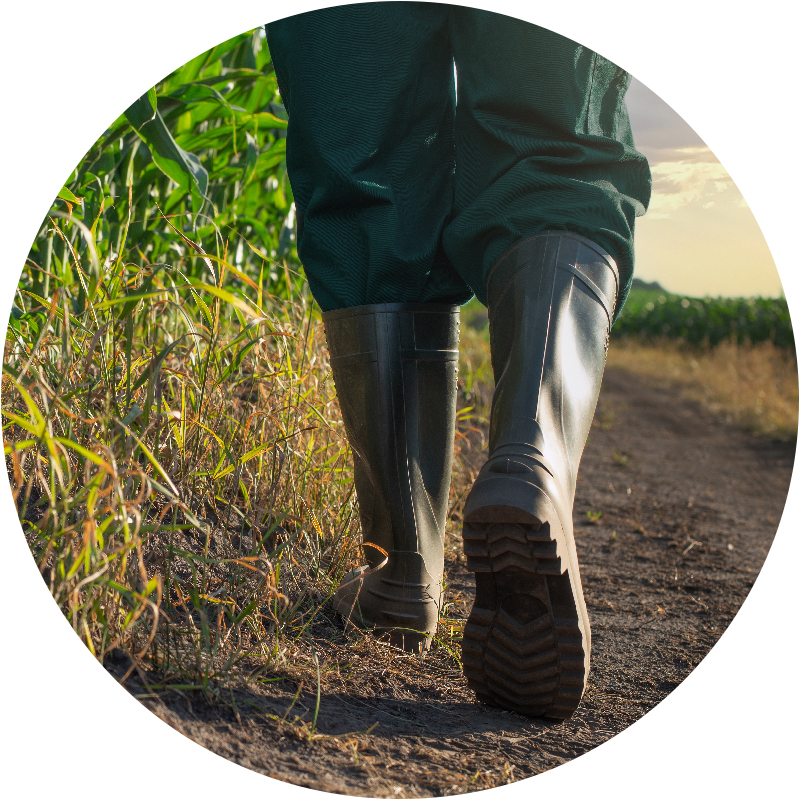 Close-up shot of farmers boots walking by crops
