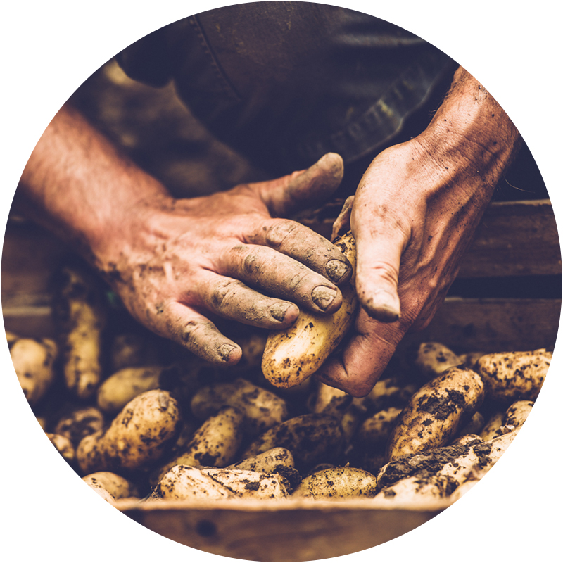Close-up of hands cleaning dirt off of potatoes